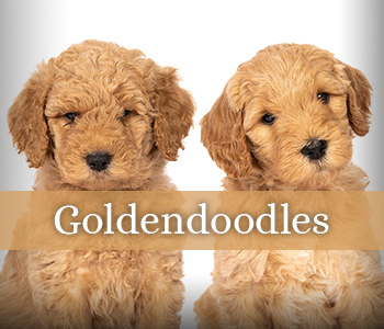 Southern Doodlin Golden Doodles