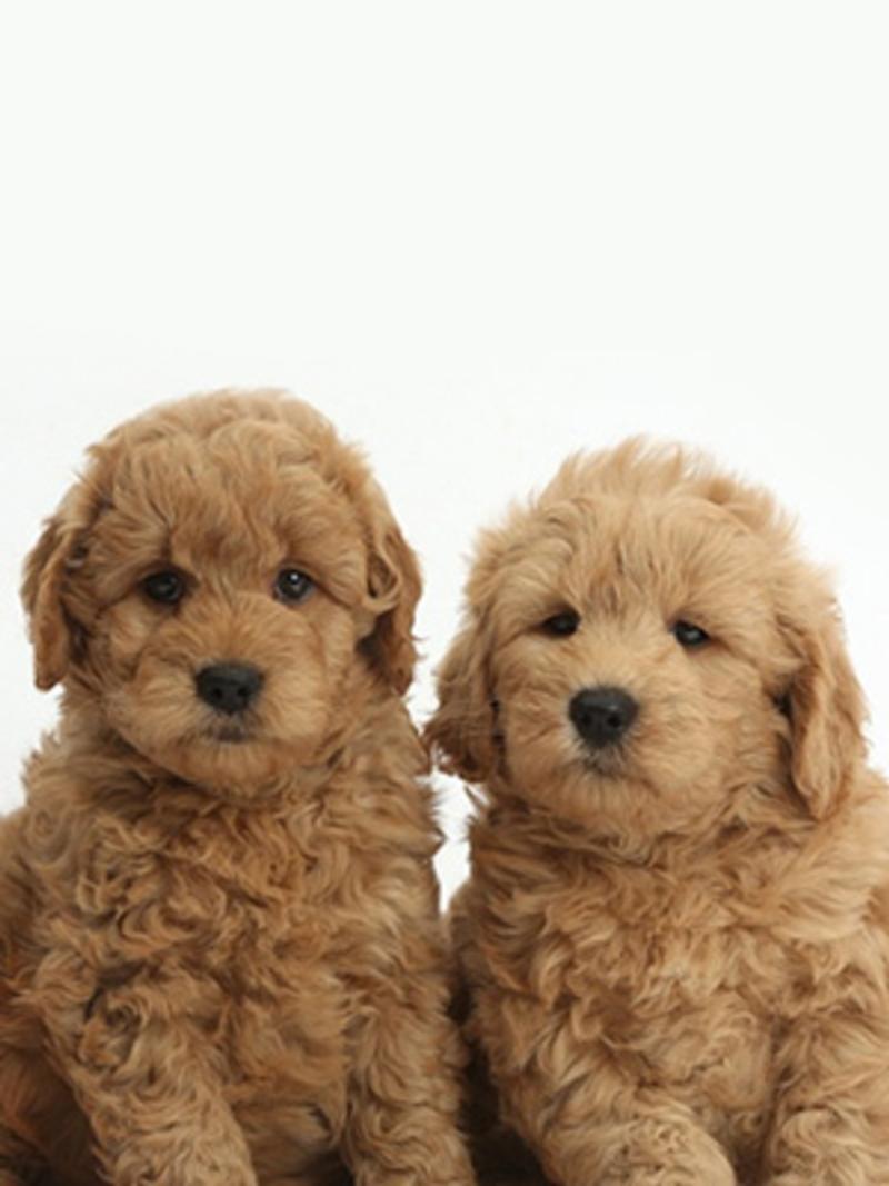 Goldendoodles Breed Photo