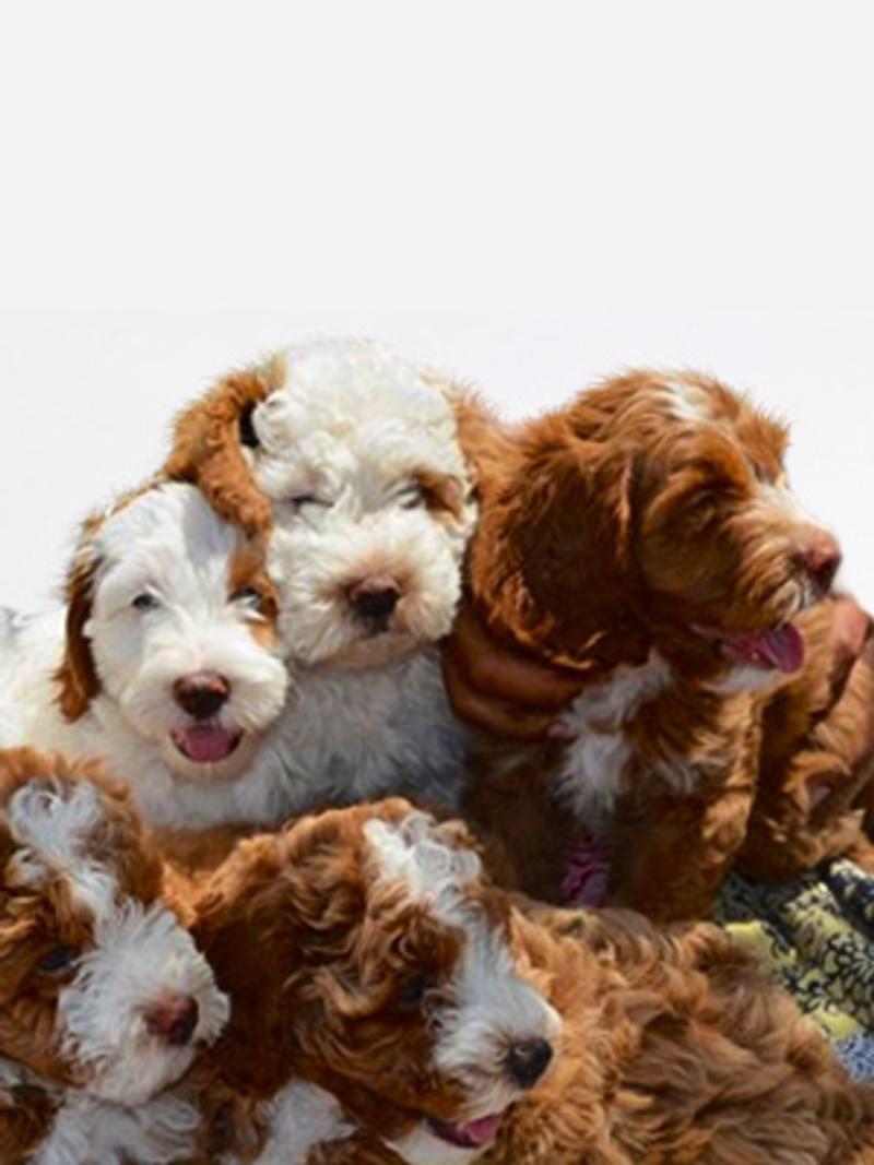 Labradoodles Breed Photo