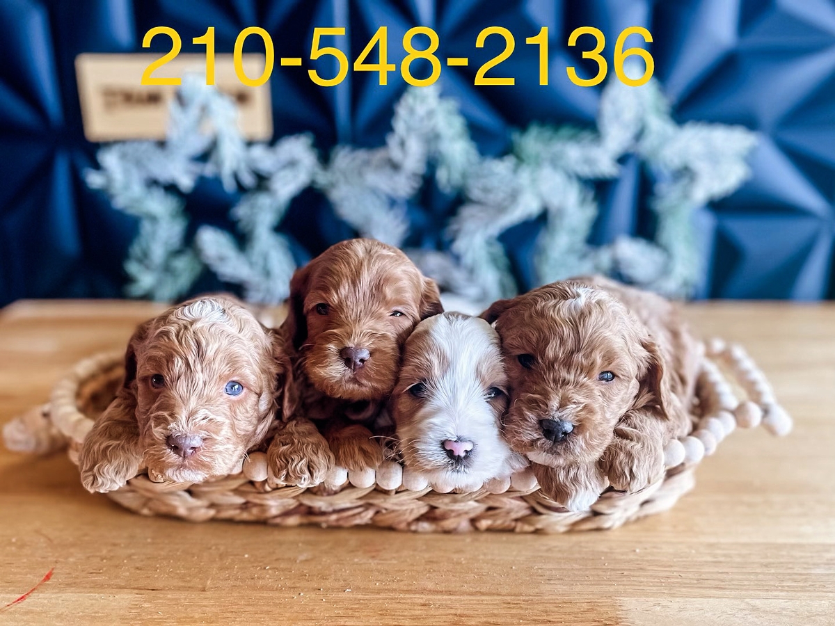 labradoodle litter by Texandoodles