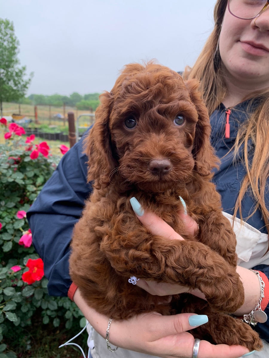 Cinnamon & Bentley AUS Labradoodle