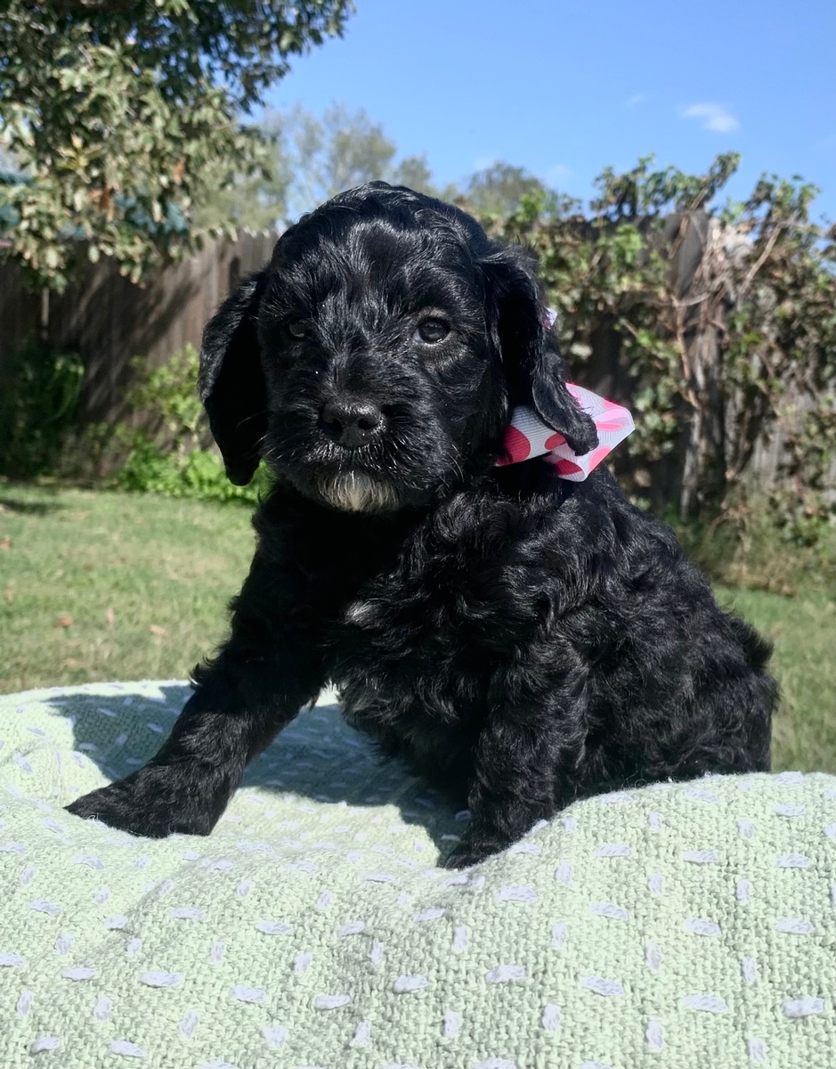 3 plains- mini labradoodle cherry 2021