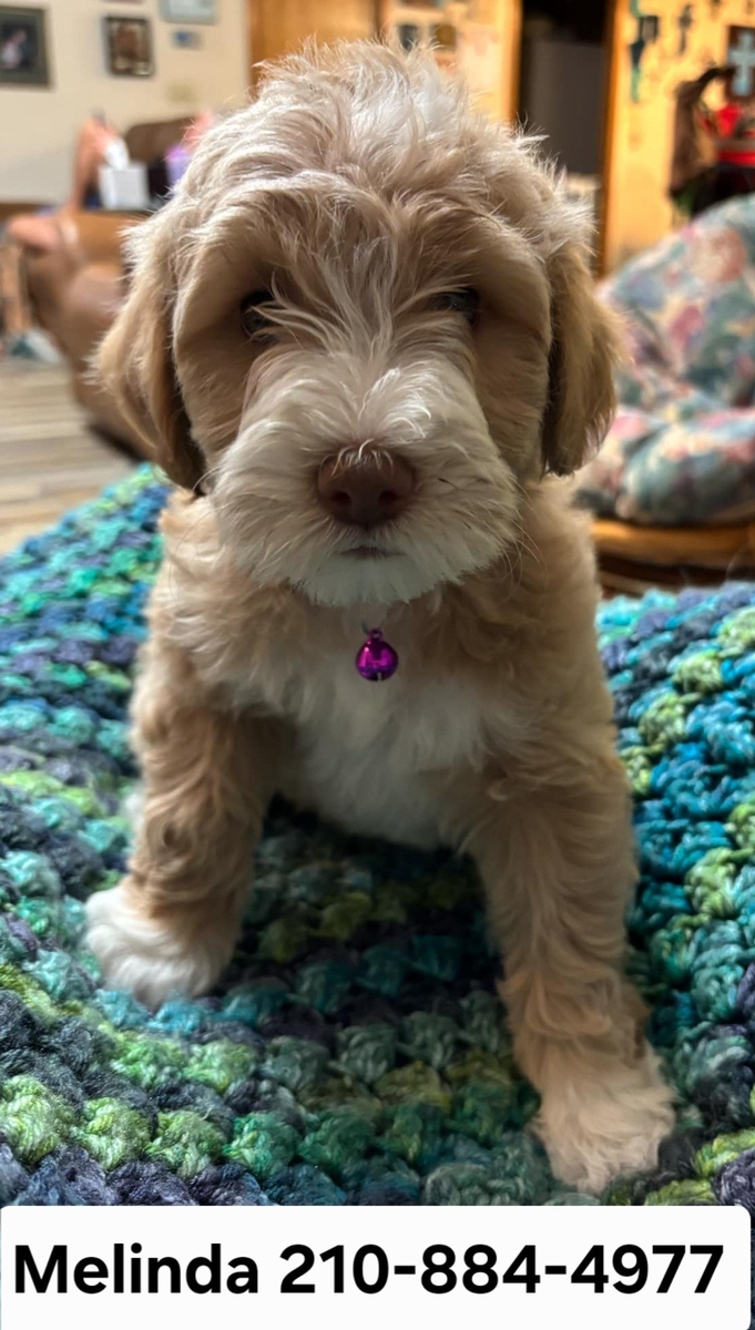 Melinda Breck mini Labradoodles