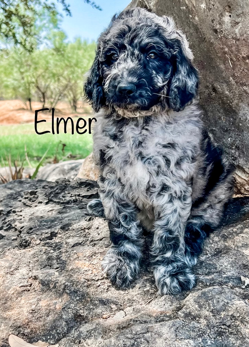 Blue merle goldendoodle store price