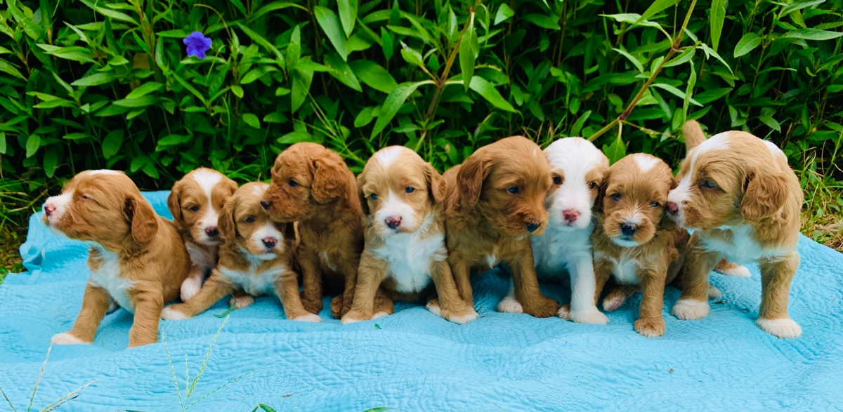 red tuxedo litter medium