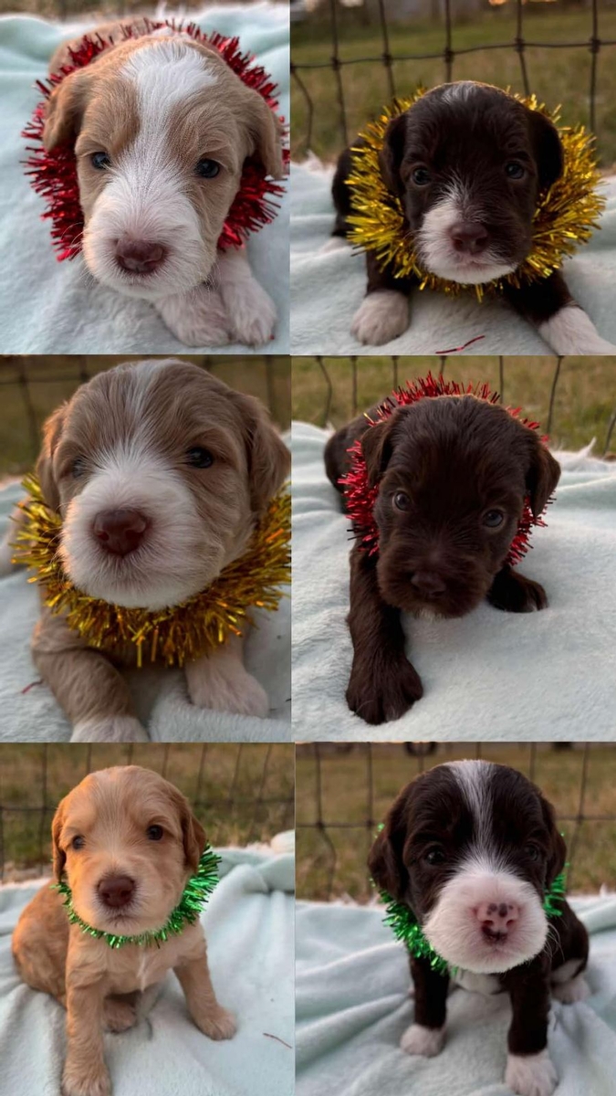 Melinda Breck mini Labradoodles