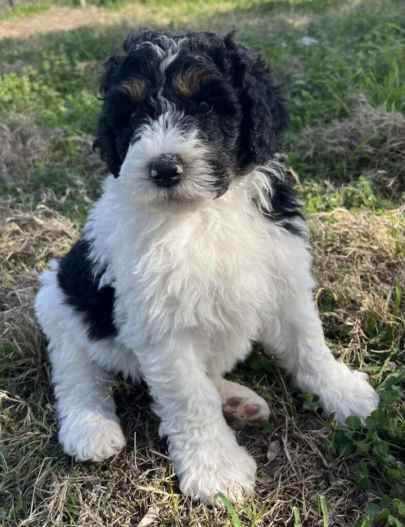 bernedoodle standard puppies