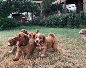 red tuxedo litter medium 2