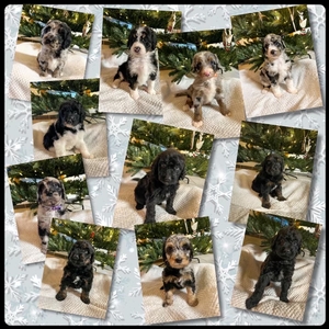 F1B standard Bernedoodle puppies 2