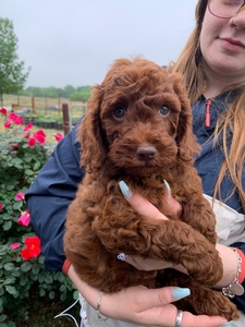 Cinnamon & Bentley AUS Labradoodle 4