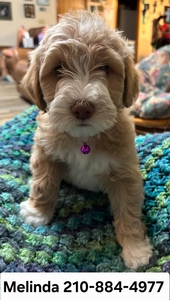 Melinda Breck mini Labradoodles