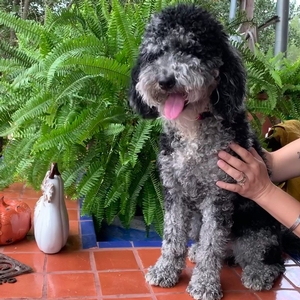 mini merle Labradoodle in Texas