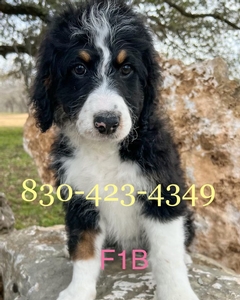 F1B standard Bernedoodle puppies 3