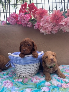 Cinnamon & Bentley AUS Labradoodle 2