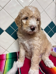 Stella/ Monty Bernadoodle 9