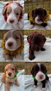 Melinda Breck mini Labradoodles