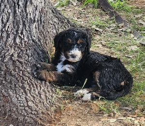 Stella/ Monty Bernadoodle