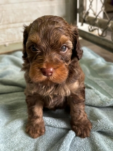 Australian Labradoodle male 2