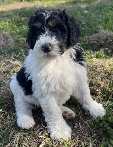 bernedoodle standard puppies 2