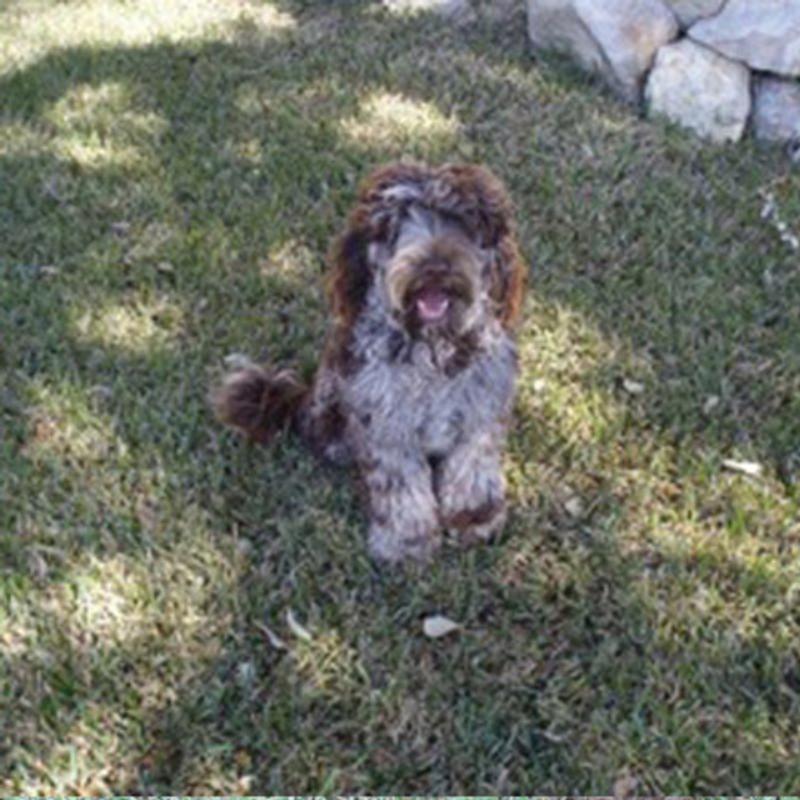 Merle Labradoodle - Max