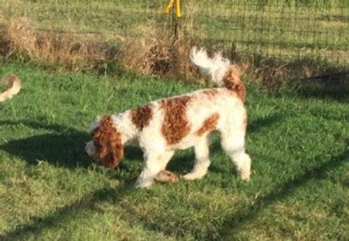 Australian Labradoodle - Charlie 2