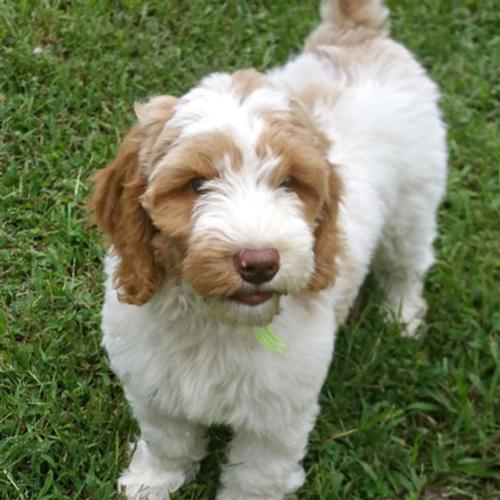 Australian Labradoodle - Charlie 1