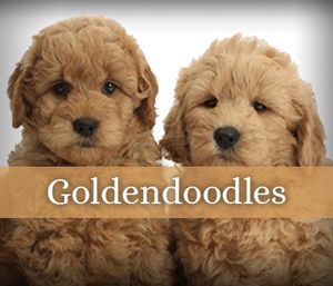 Goldendoodles