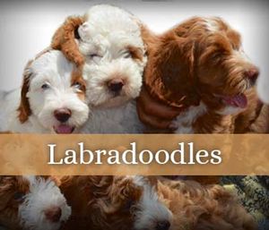 Labradoodles